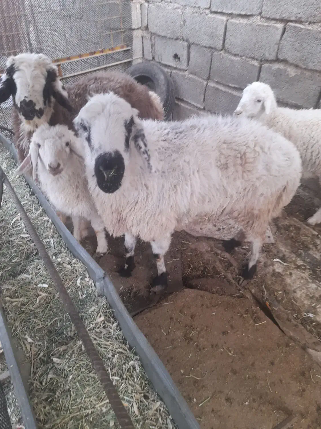 سه تاقزل افشار و یک بره ماده بختیاری|حیوانات مزرعه|ارژن, |دیوار