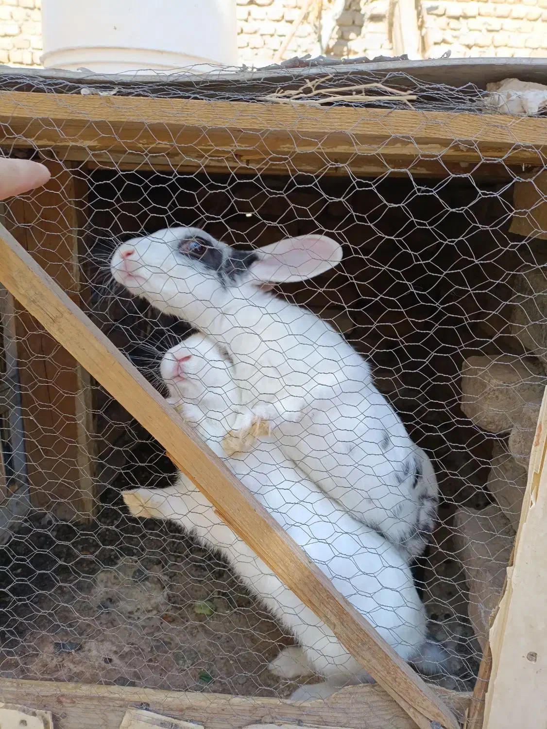 خرگوش|موش و خرگوش|نیشابور, کشتارگاه|دیوار