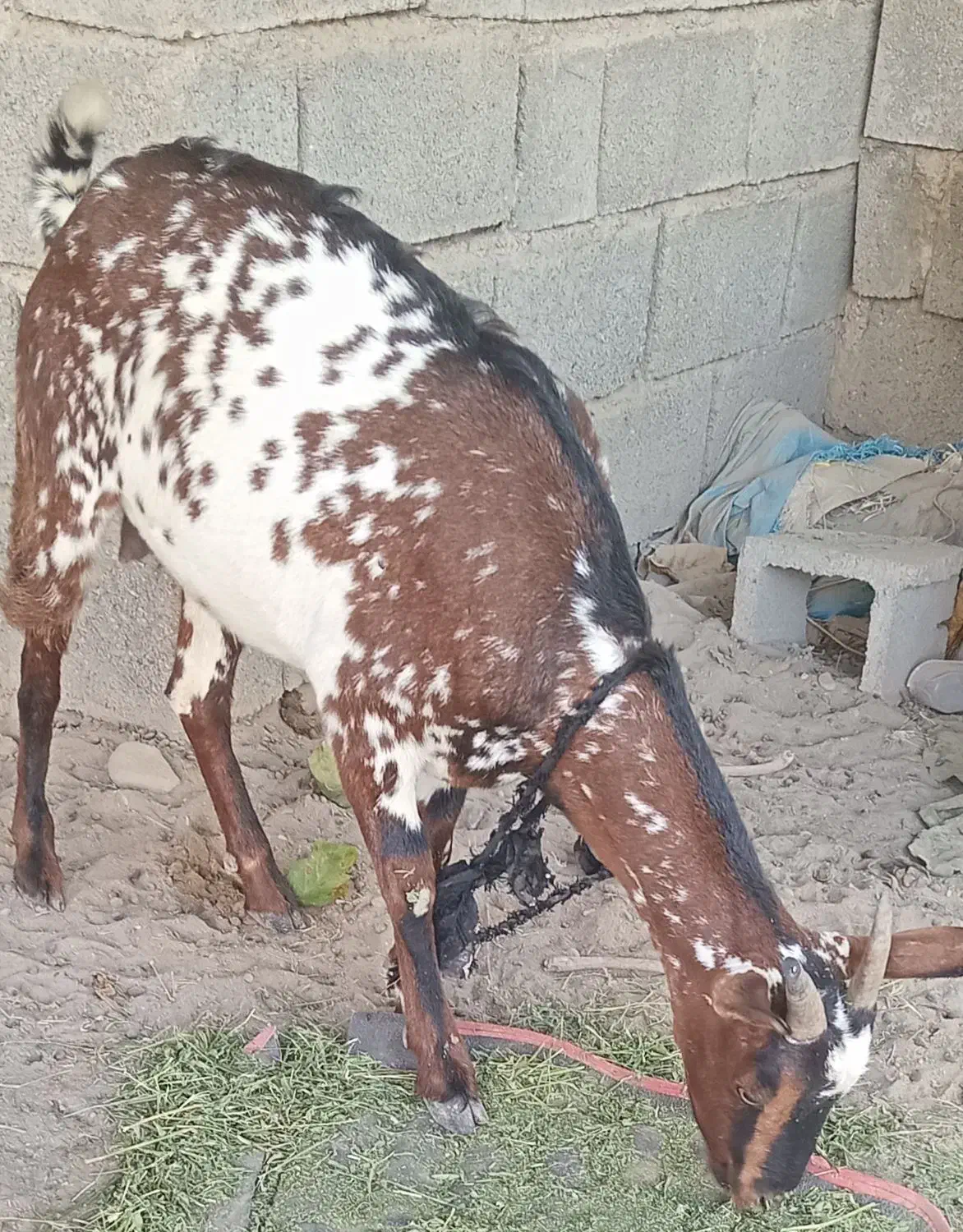 بز ابستن|حیوانات مزرعه|میناب, |دیوار