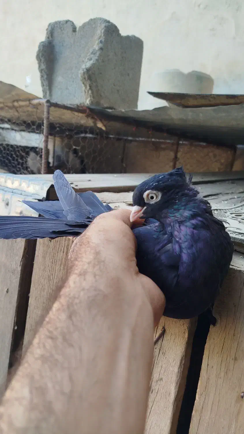 زاغ آبادانی قیل چشم نک سفید|پرنده|زیباشهر, |دیوار