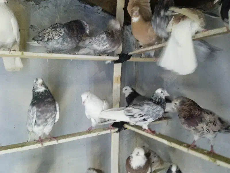 کفتر پرشی کبوتر اسمان|پرنده|اسلامشهر, شهرک مفیدی|دیوار