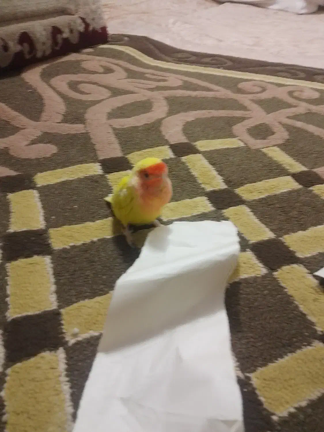 گمشده|پرنده|قم, نخودی|دیوار