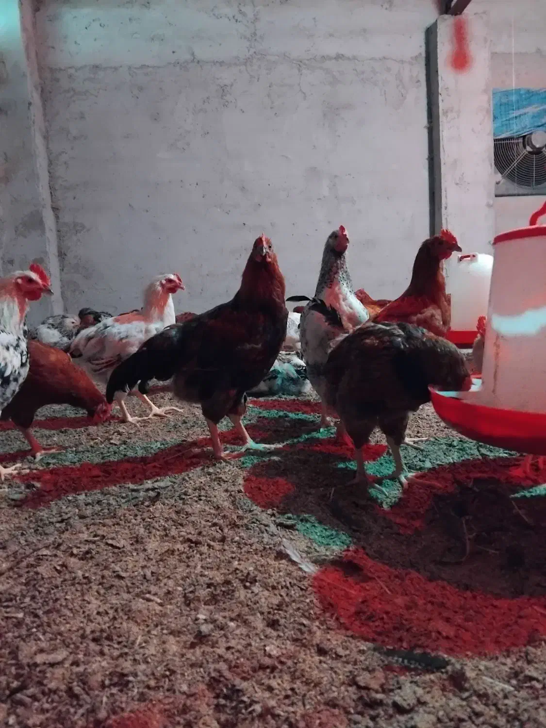 دام و طیور|حیوانات مزرعه|دابودشت, |دیوار