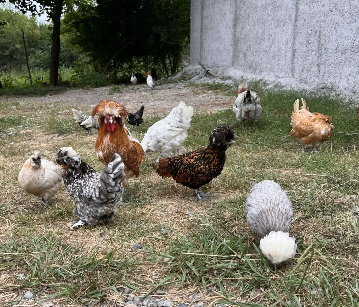 مرغ پولند لهستانی چاپتیز اورجینال|حیوانات مزرعه|رضوانشهر, |دیوار