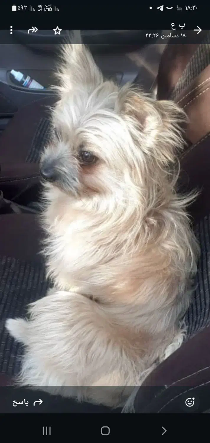 سگ پامر|سگ|کرج, کیانمهر|دیوار