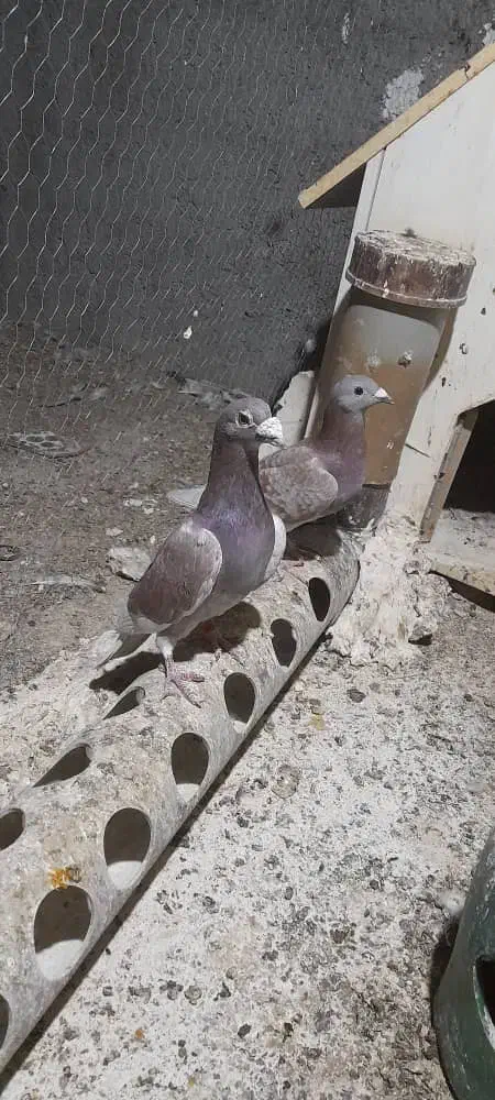 کبوتر|پرنده|جهرم, |دیوار