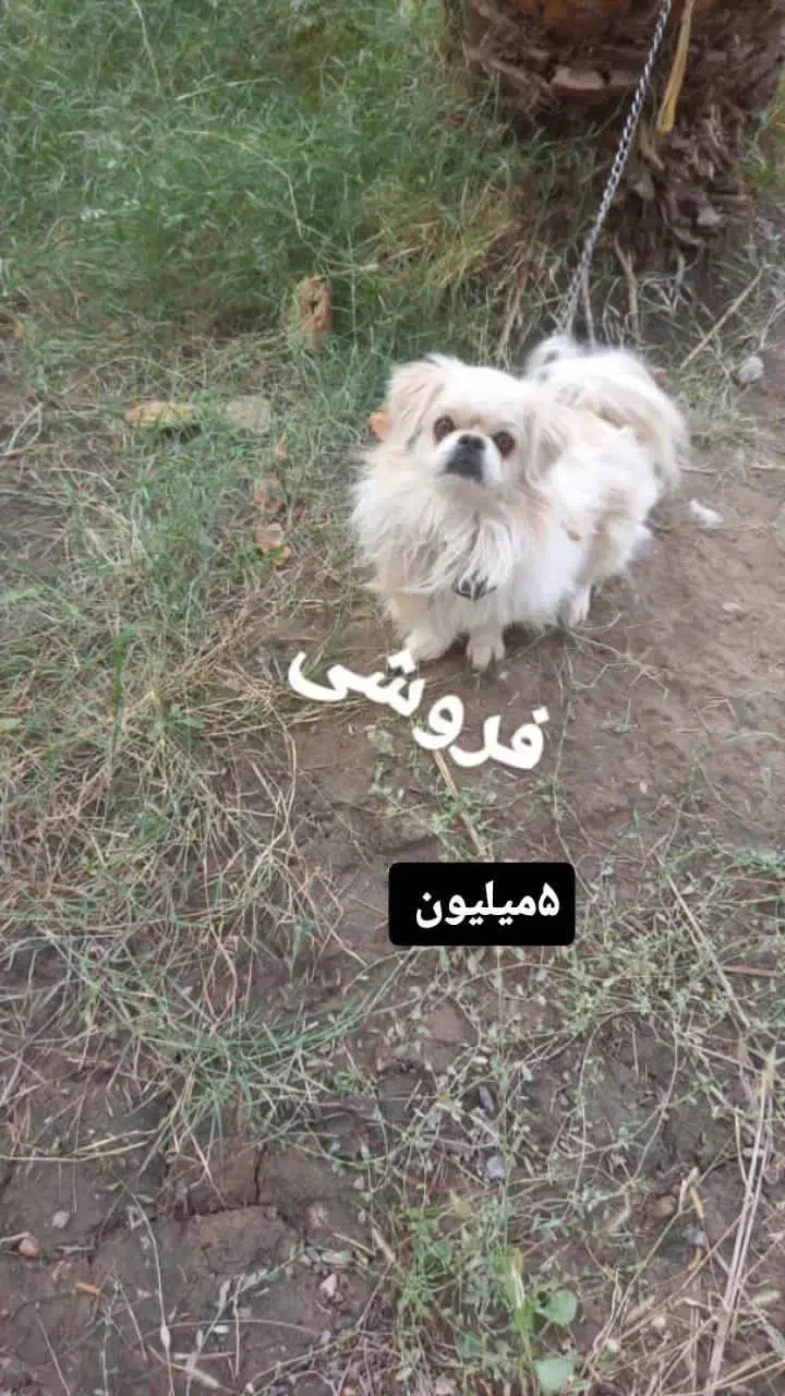 فروش سگ ۵میلیون تومان|سگ|بم, |دیوار