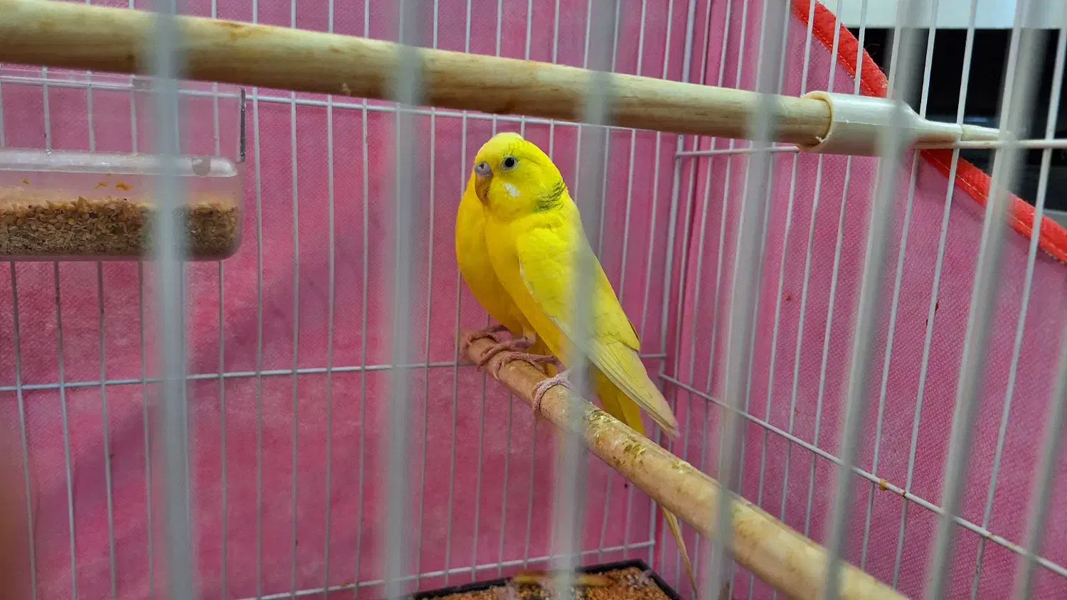 مرغ عشق|پرنده|مشهد, ابوذر|دیوار