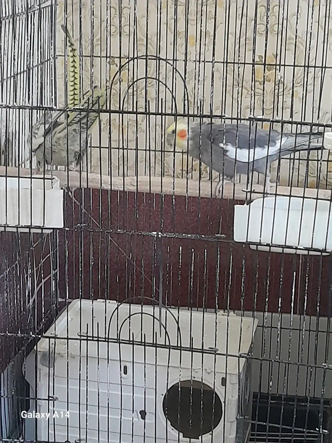 عروس هلندی مولد|پرنده|سیرجان, |دیوار