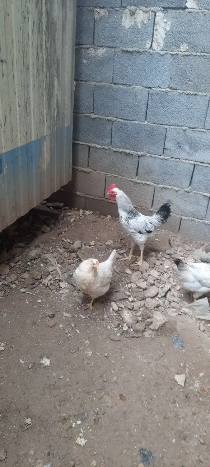 چهار عدد خروس کردی|حیوانات مزرعه|سرپل ذهاب, |دیوار