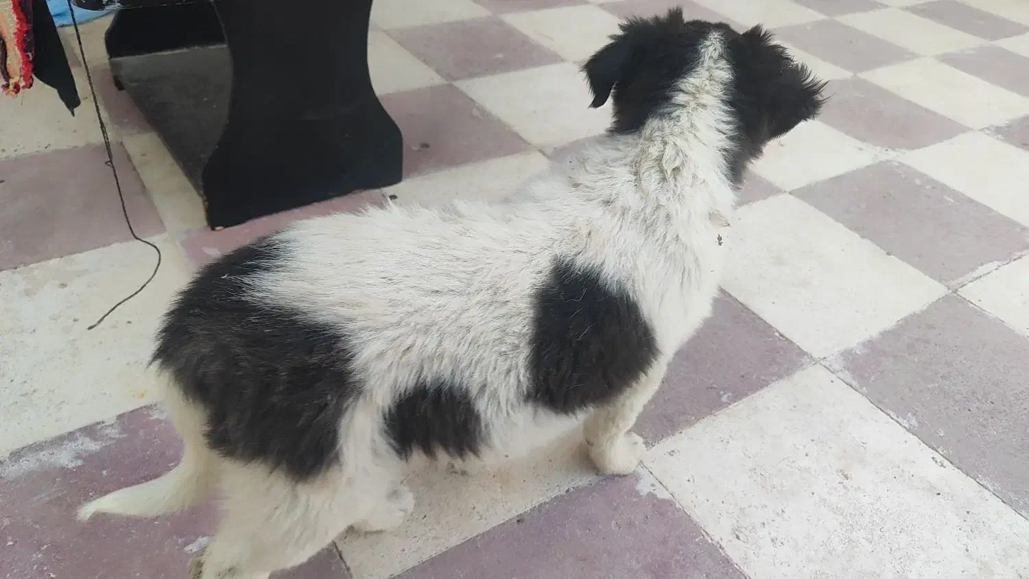 واگذاری سگه قدرجونی|سگ|فسا, |دیوار