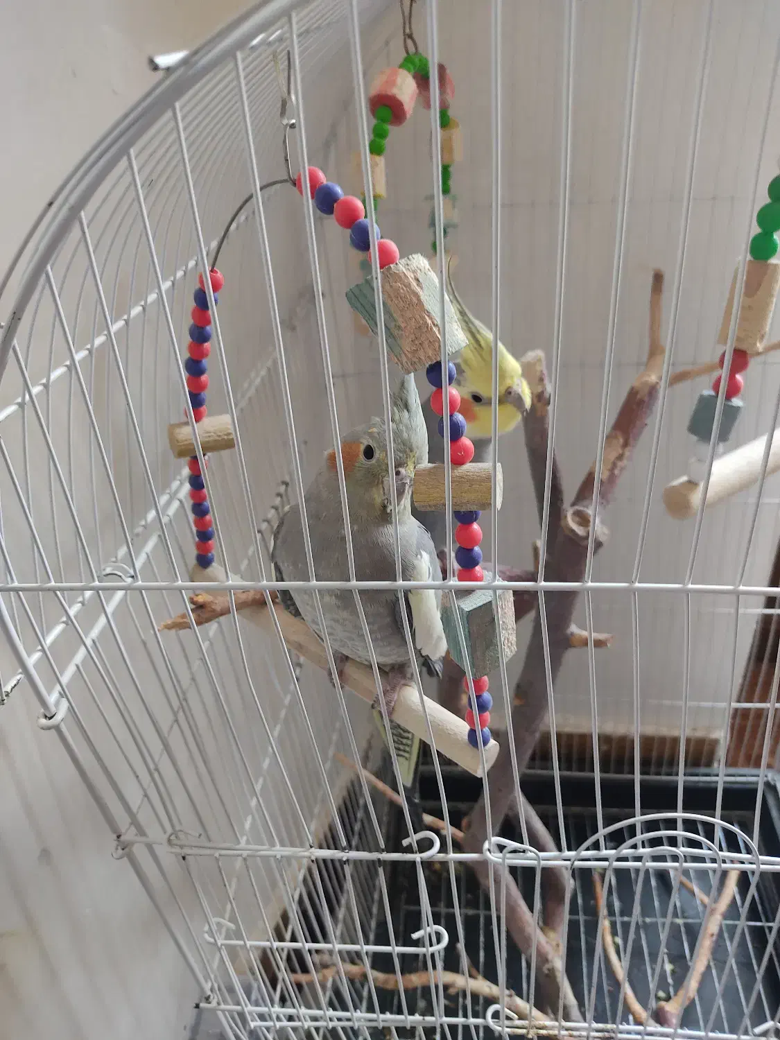 عروس هلندی|پرنده|مراغه, |دیوار