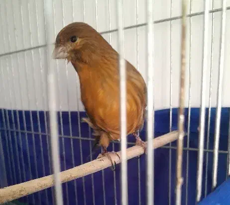 قناری‌ماده|پرنده|پاکدشت, پاکدشت (مامازند)|دیوار