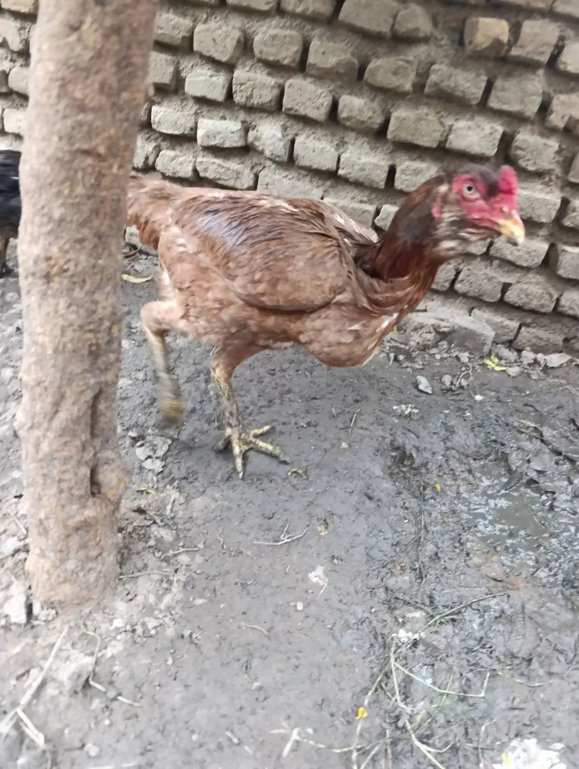 مرغ لاری|حیوانات مزرعه|گرگان, |دیوار