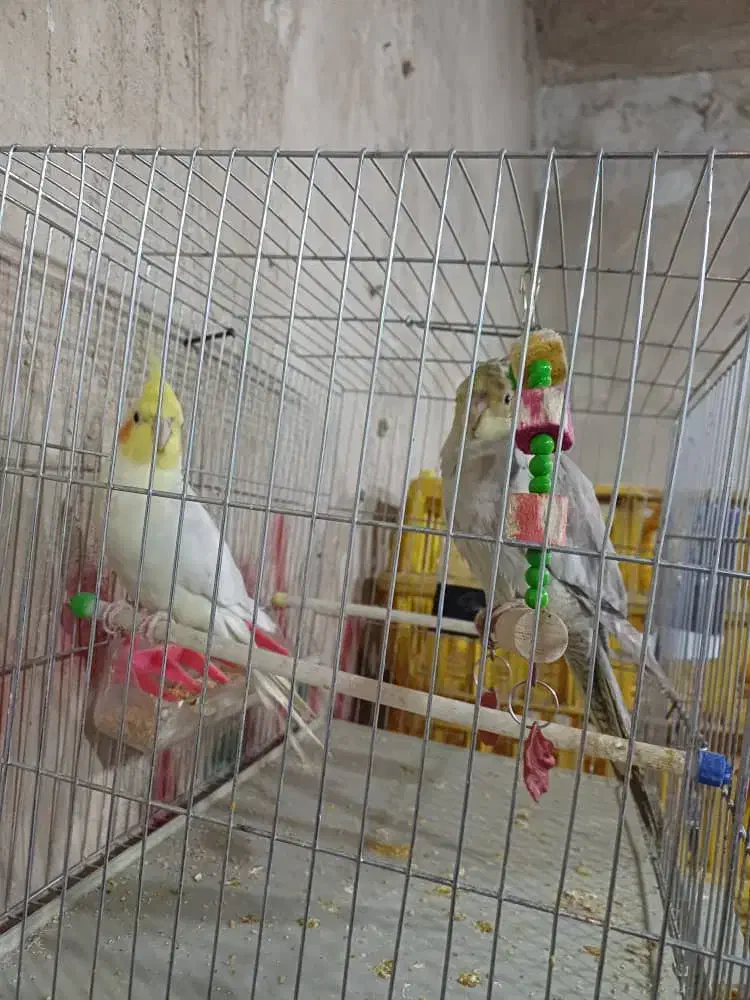 عروس هلندی|پرنده|محمدبار, |دیوار