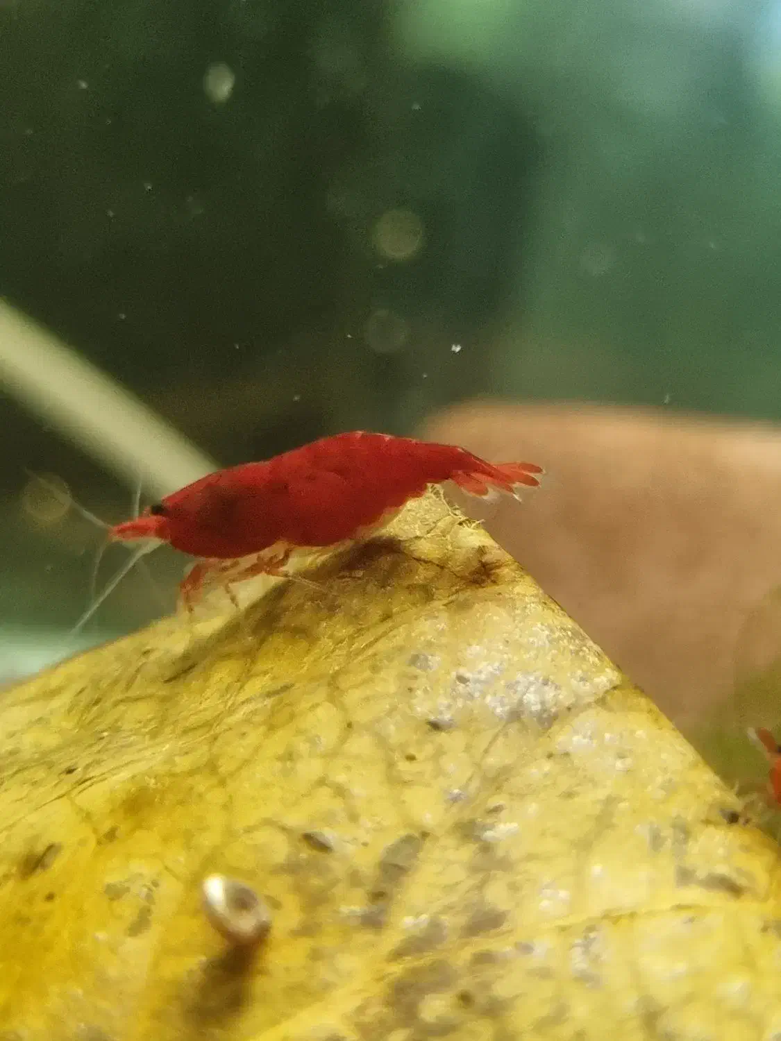 میگو شریمپ|ماهی|تبریز, |دیوار