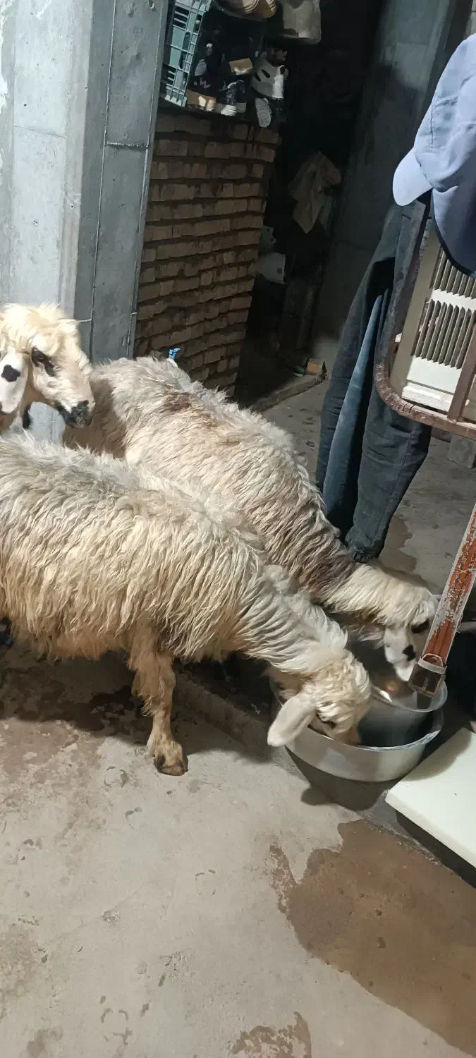 میش چاق کشتاری|حیوانات مزرعه|شوشتر, |دیوار