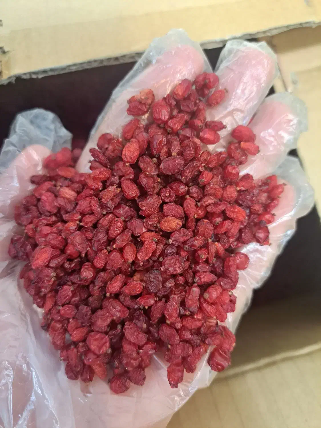 زرشک تازه ناب بیرجند|خوردنی و آشامیدنی|تربت جام, پاسداران|دیوار