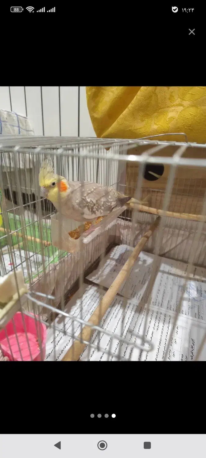 پرنده عروس هلندی|پرنده|تهران, شهرک خرازی|دیوار