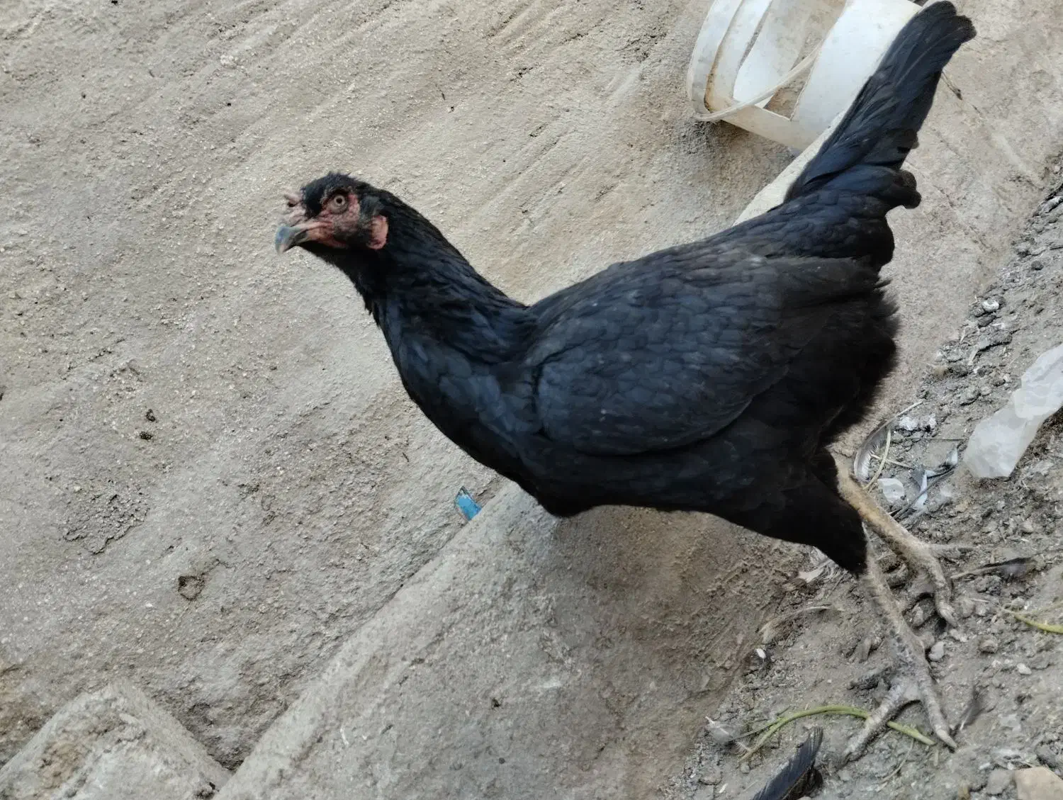 مرغ لاری و گلین و محلی|حیوانات مزرعه|بروجرد, |دیوار