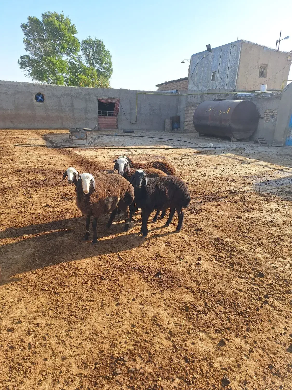 بره نر وماده|حیوانات مزرعه|شال, |دیوار