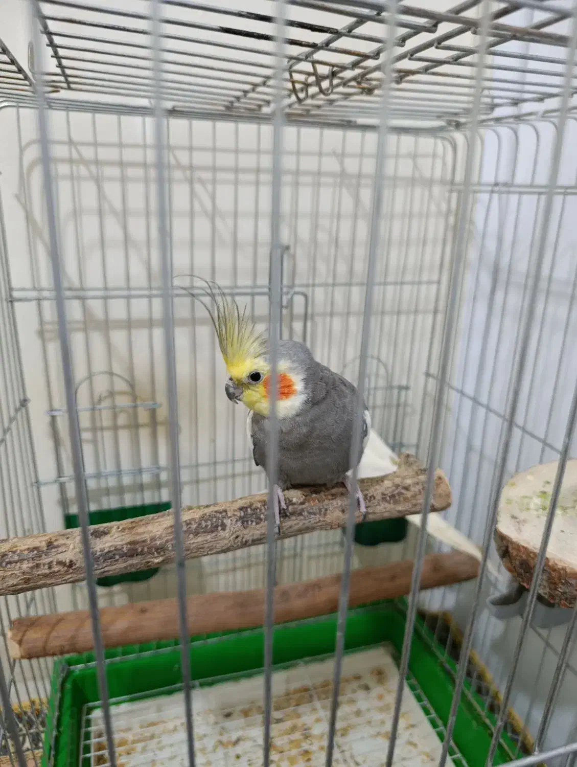 پرنده|پرنده|چهارباغ, |دیوار