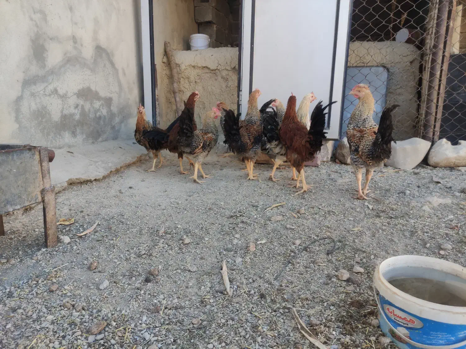 خروس محلی|حیوانات مزرعه|ایوان, |دیوار