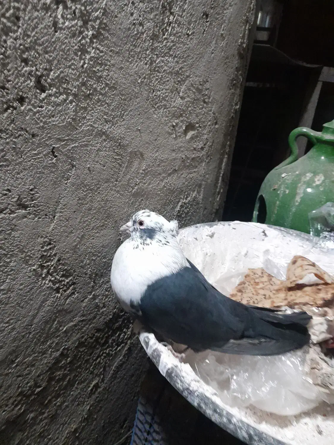 ستا حیونم رفته|حیوانات|آبیک, |دیوار