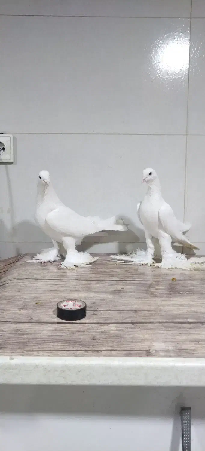 کبوتر لوتی پاچا بلند|پرنده|مرند, |دیوار