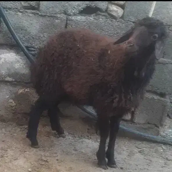 گوسفند بره|حیوانات مزرعه|صوفیان, |دیوار