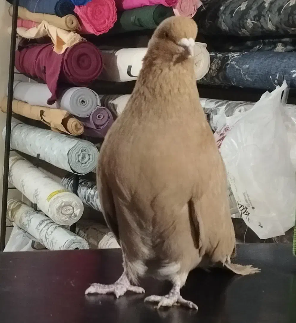 زرد مخملی|پرنده|اندیشه, اندیشه فاز ۲|دیوار