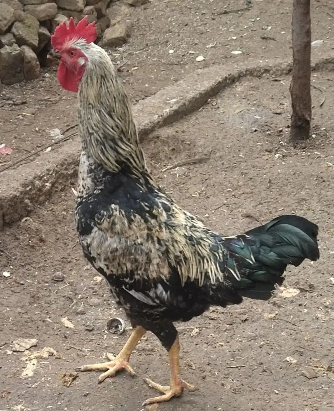 خروس جوان|حیوانات مزرعه|شیروان (خراسان), |دیوار