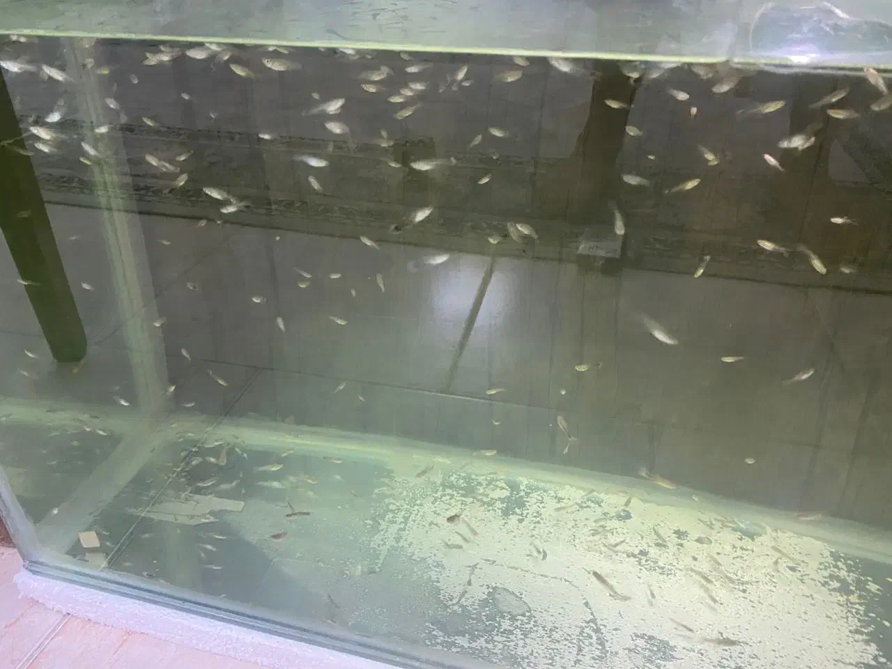 بچه ماهی گوپی|ماهی|هشتگرد, فاز ۳ مهستان|دیوار