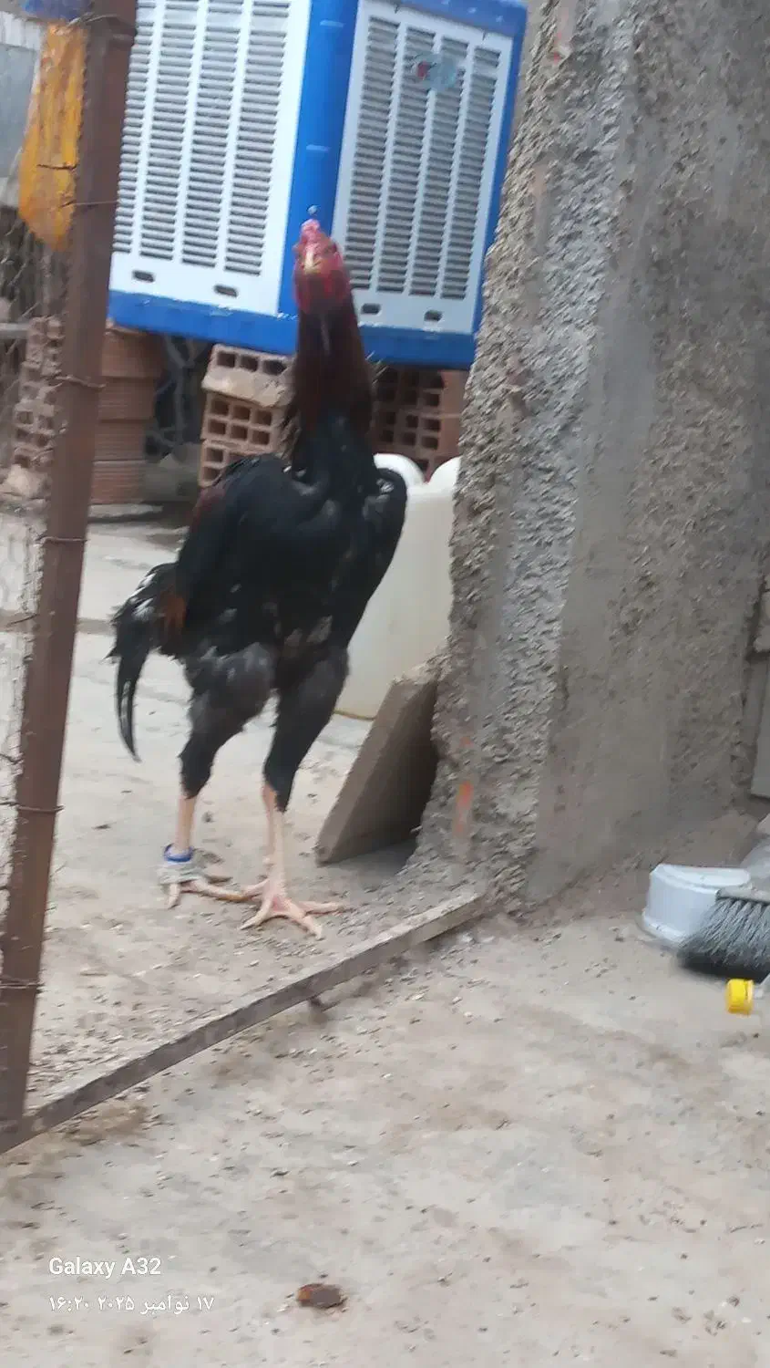 خروس لاری اوشامو|حیوانات مزرعه|پاکدشت, پاکدشت (مامازند)|دیوار