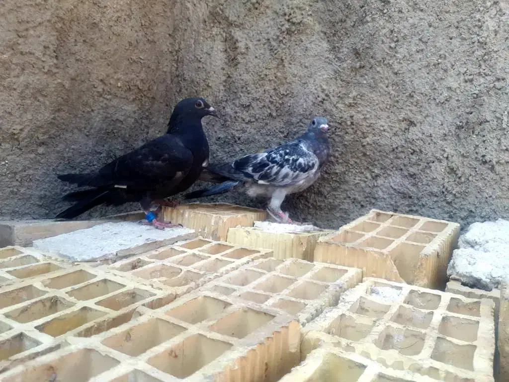 کبوتر|پرنده|کارون, |دیوار