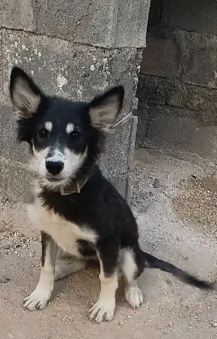 سگ آمپول زده انگل تراپی|سگ|شیراز, لب آب|دیوار