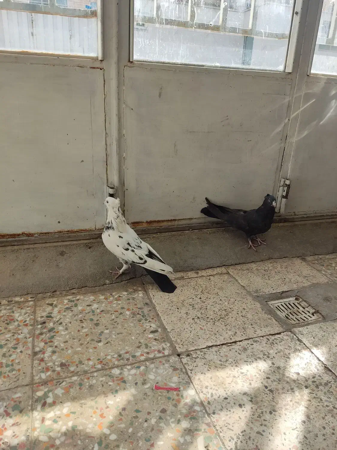 کبوتر پر|پرنده|شهرکرد, |دیوار