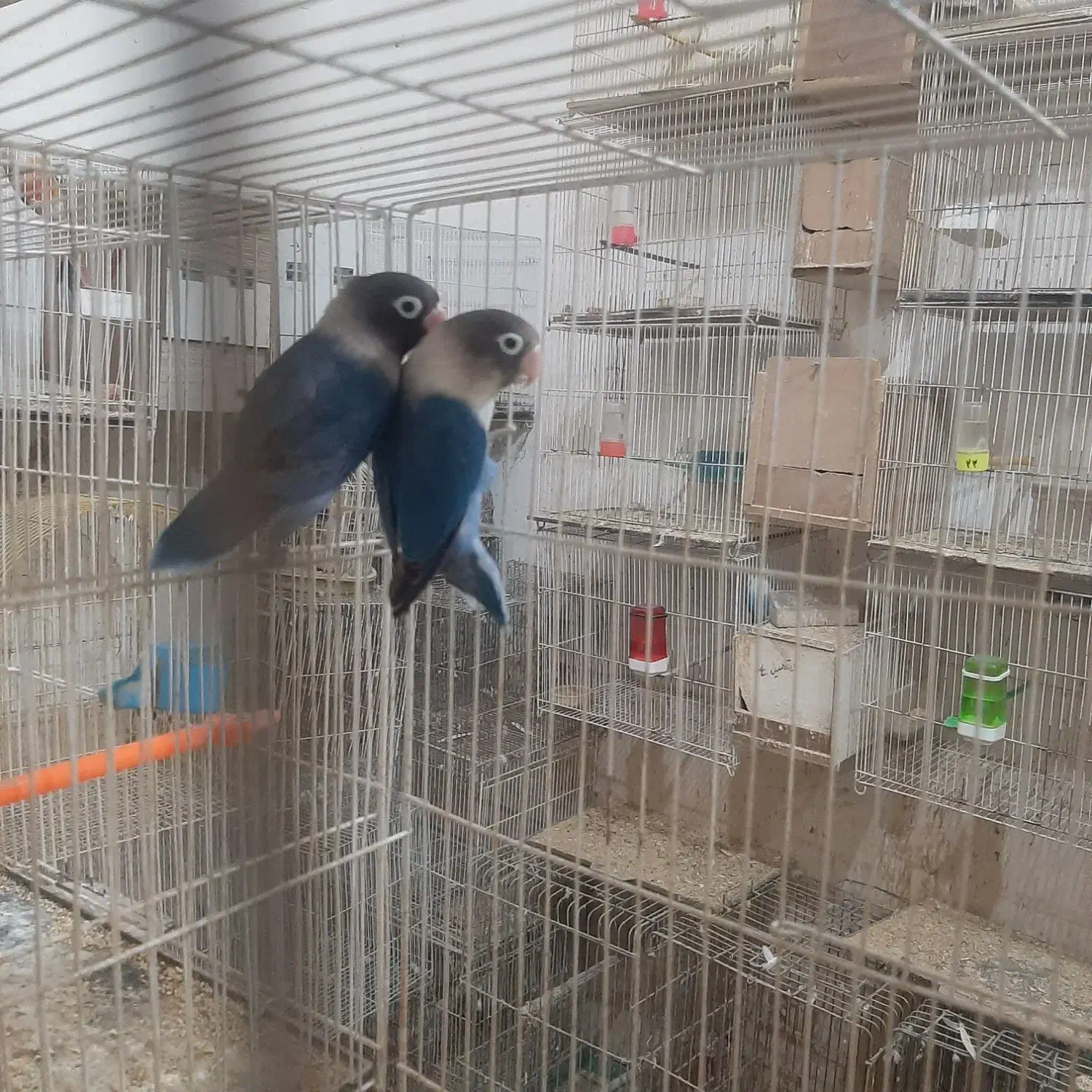 جفت آبی کاربنی نقابدار با ۴تا تخم|پرنده|مشهد, مهدی آباد|دیوار