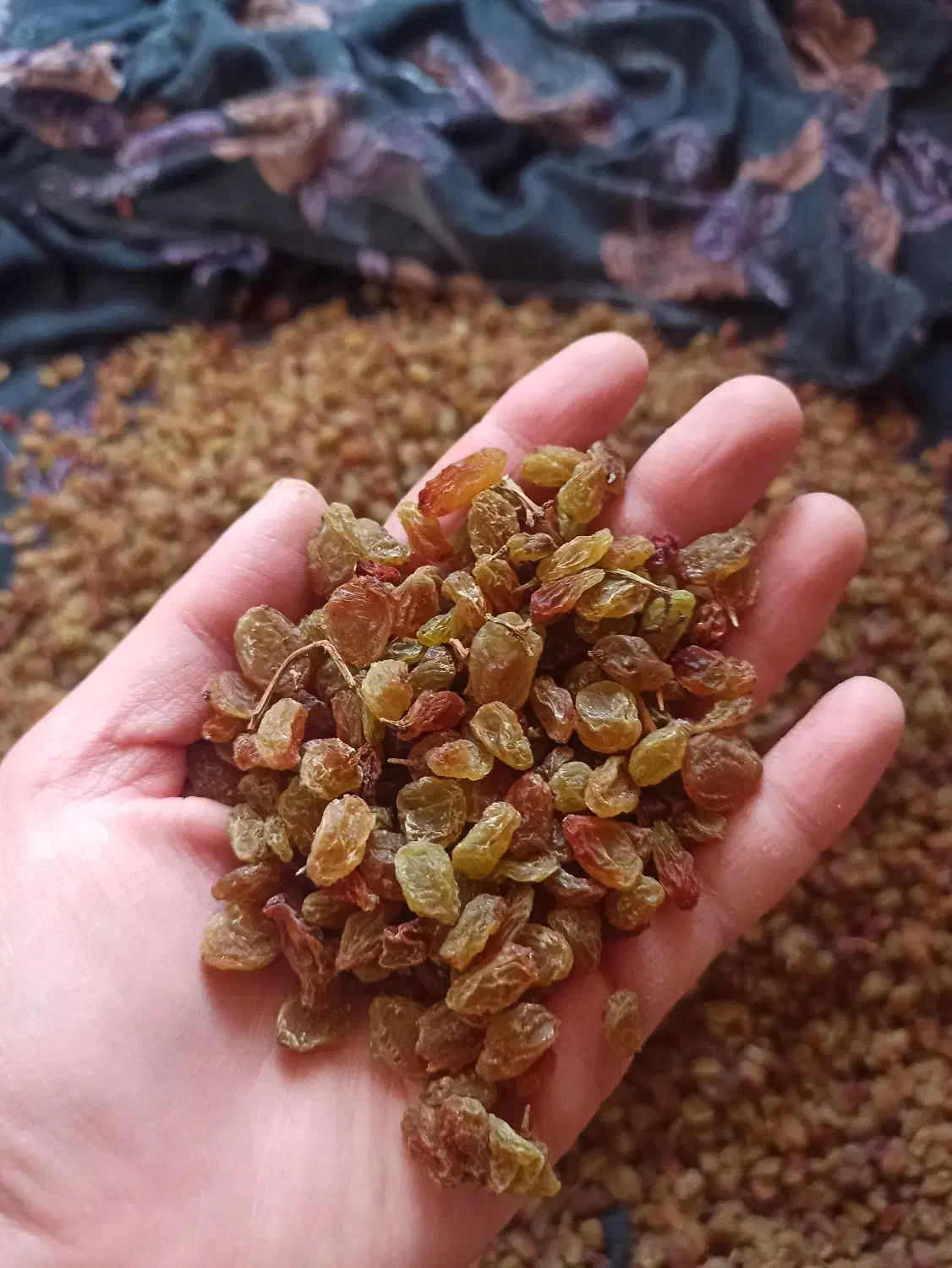 کشمش|خوردنی و آشامیدنی|قیدار, |دیوار