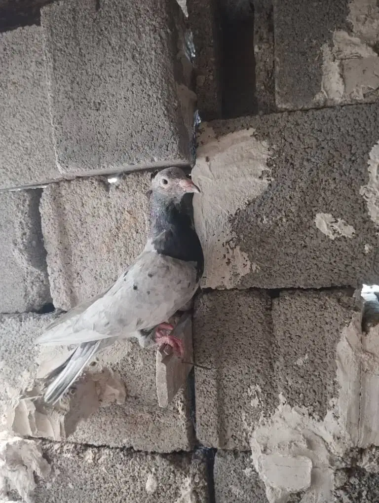 کوهی ماده طوق یکت ماده|پرنده|شوشتر, |دیوار
