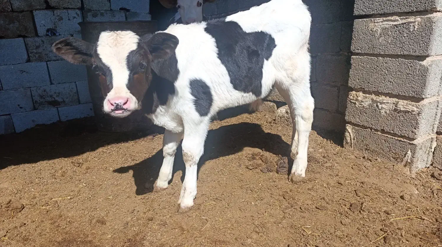 گوساله نر ۲ ماه|حیوانات مزرعه|مرودشت, مجد آباد|دیوار