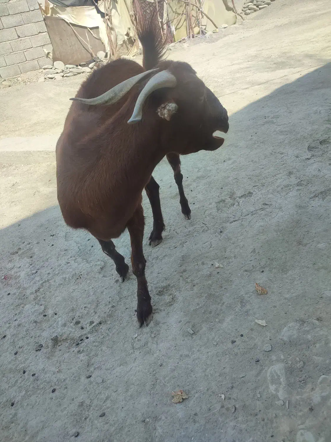 بز فروش|حیوانات مزرعه|نیک شهر, |دیوار