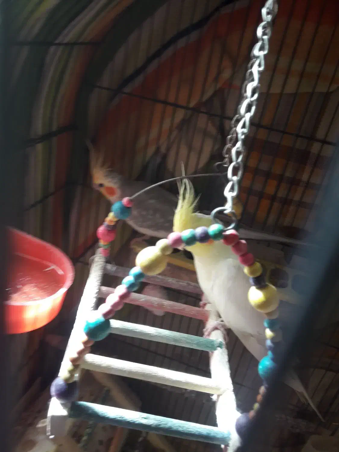 طوطی عروس هلندی و برزیلی|پرنده|محمدشهر, شهرک پیام (مهرالبرز)|دیوار