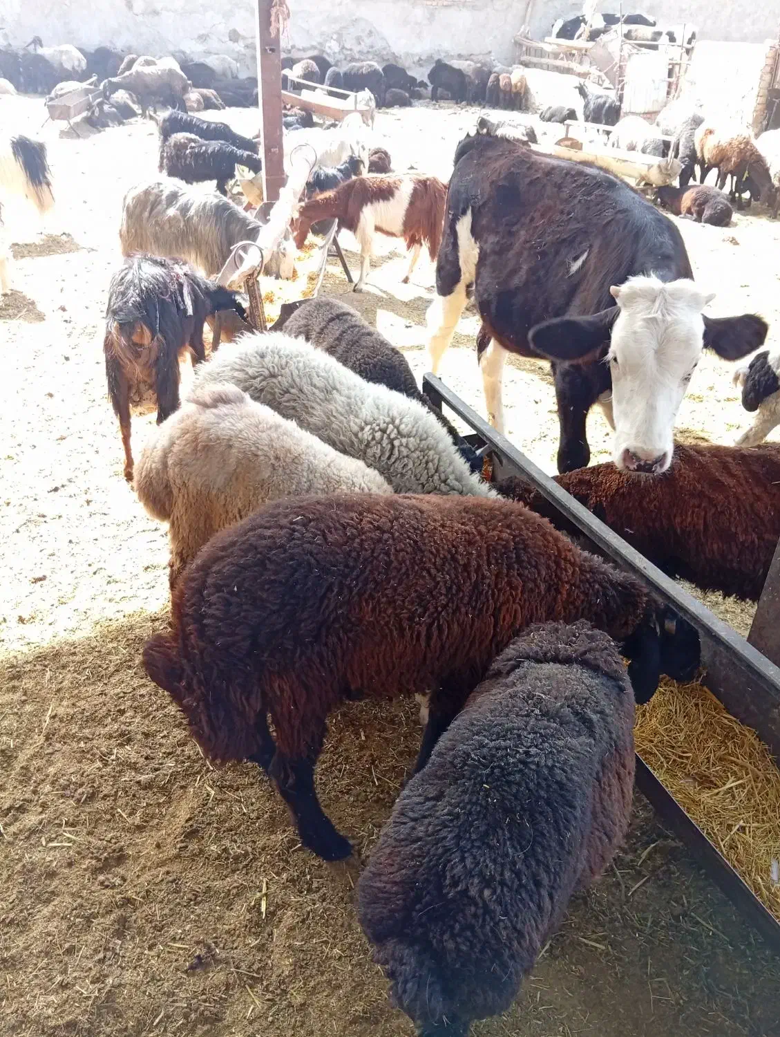 بره پرواری ،شیشک بزغاله میش|حیوانات مزرعه|پیشوا, |دیوار