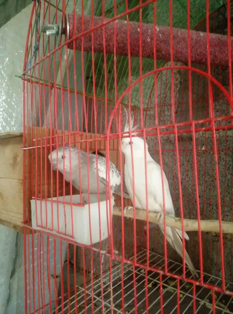 جفت مولد عروس هلندی|پرنده|خرم‌آباد (تنکابن), |دیوار