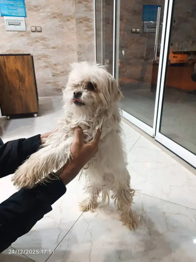 سگ شیتزو تریر|سگ|کرمان, |دیوار