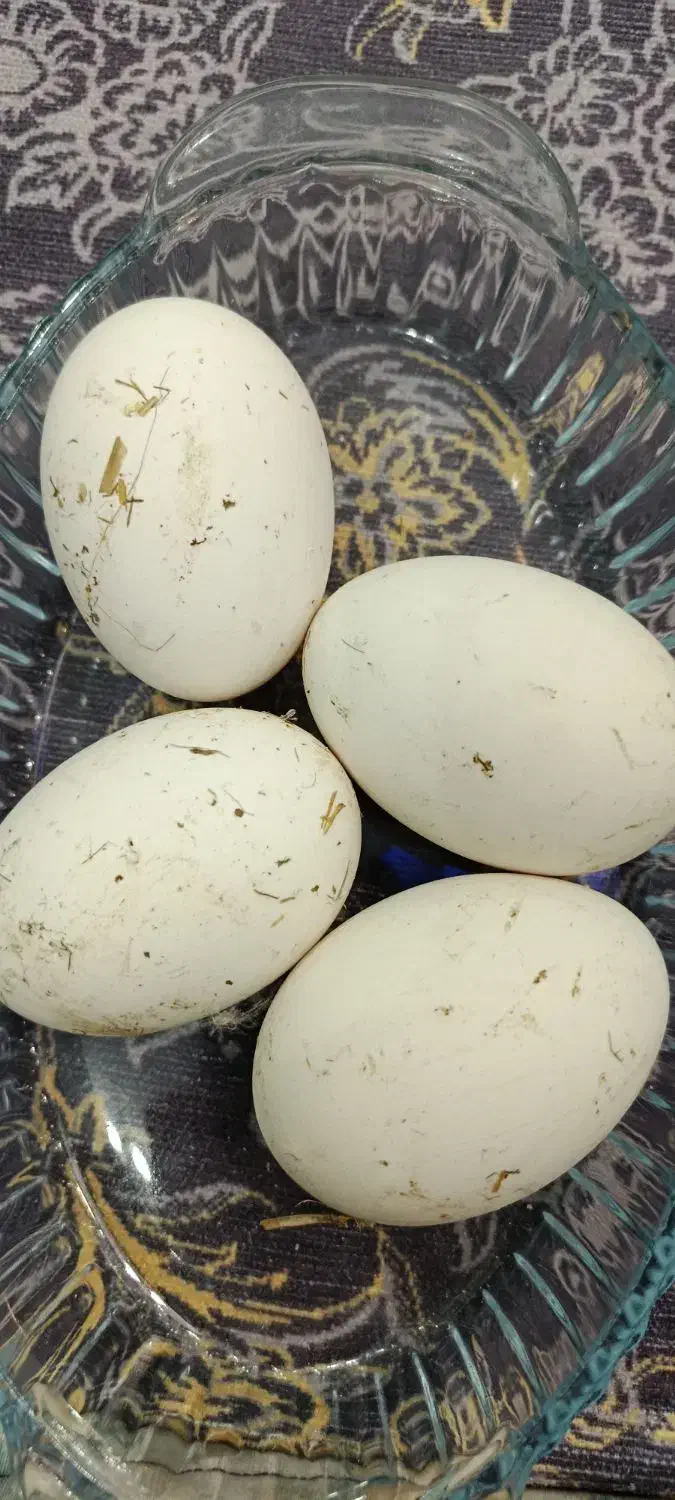 تخم قوغاز طبیعی|حیوانات مزرعه|مشگین شهر, |دیوار