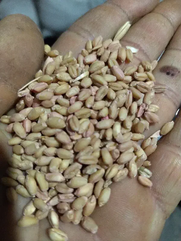 گندم کوهدشت|گل و گیاه طبیعی|کوهدشت, |دیوار