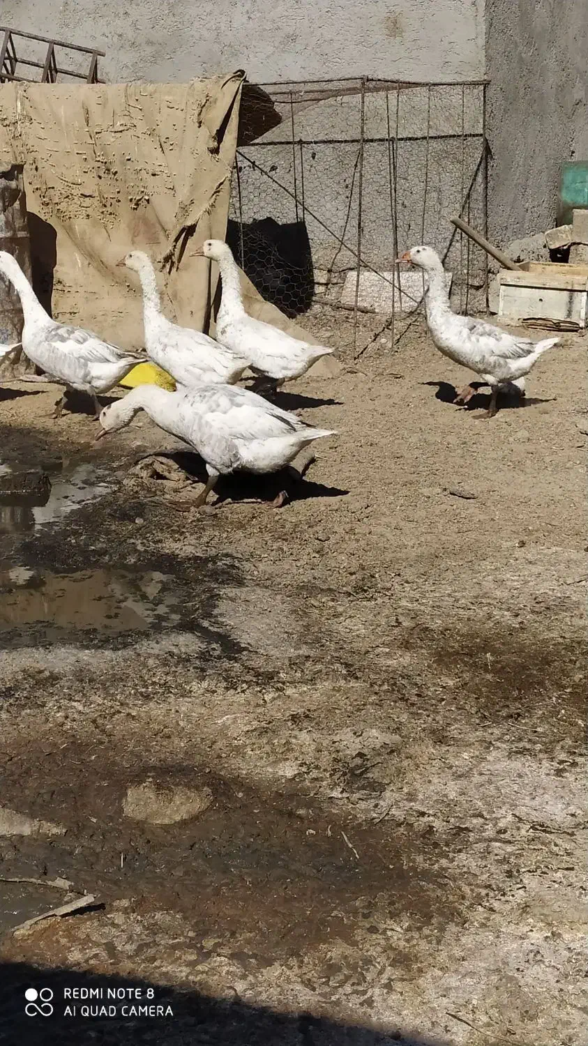 ۶عدد غازسفید خاکستری|حیوانات مزرعه|هامون, |دیوار