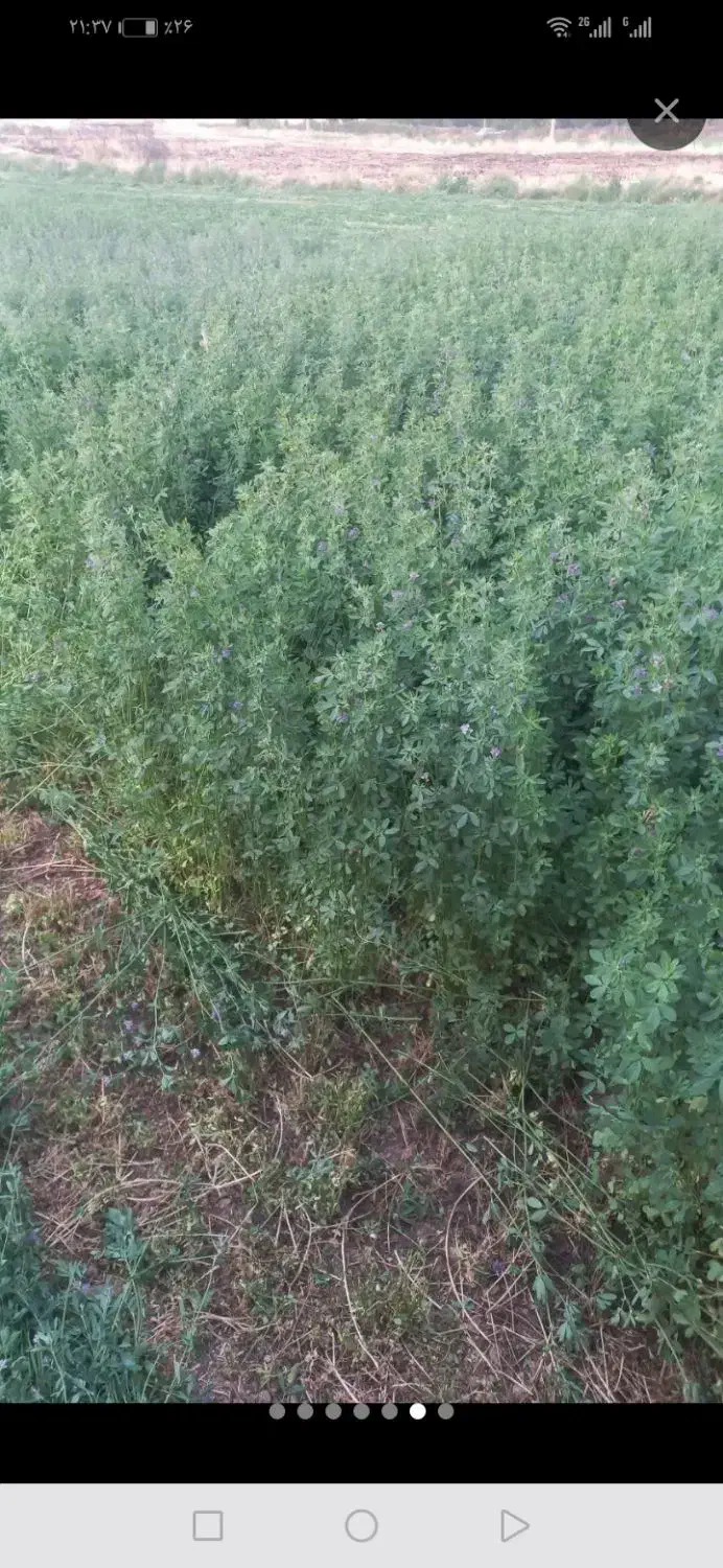 پرس یونجه|لوازم جانبی حیوانات|میان جلگه, |دیوار